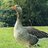 GooseOnTheLoose