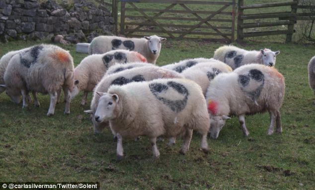 Sheep bearing The Smiler logo